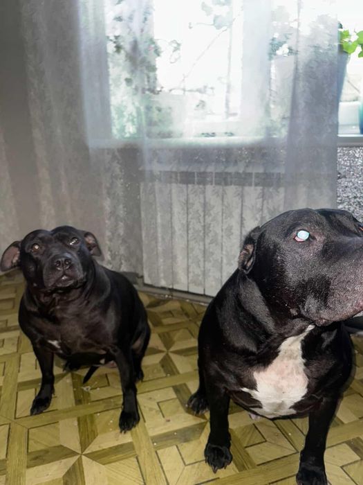 Собаки шукають родину