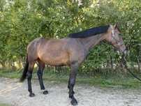 Cudowna 7 letnia klacz SP