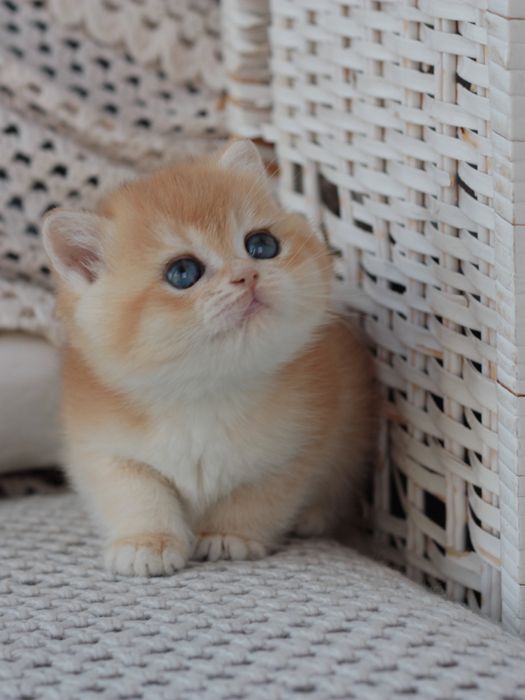 Кішечка кошеня британська золота шиншила NY12 AY12 котенок