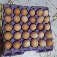 Домашні яйця (курячі)