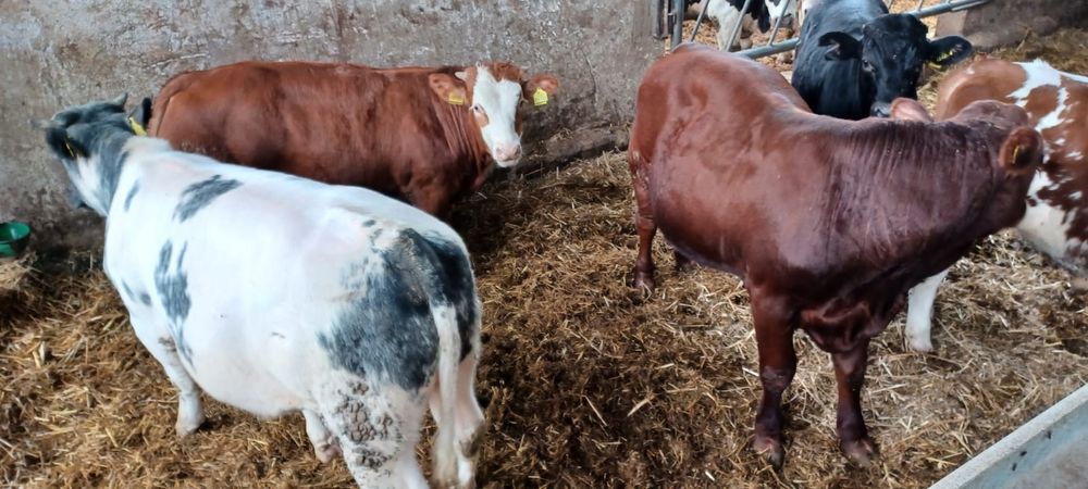 Sprzedam odsadki byczki MM BB SM LM