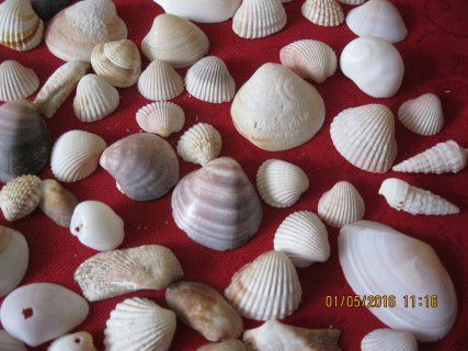 Muszelki do akwarium