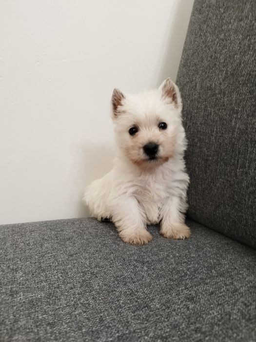 Samczyk west Highland White Terrier