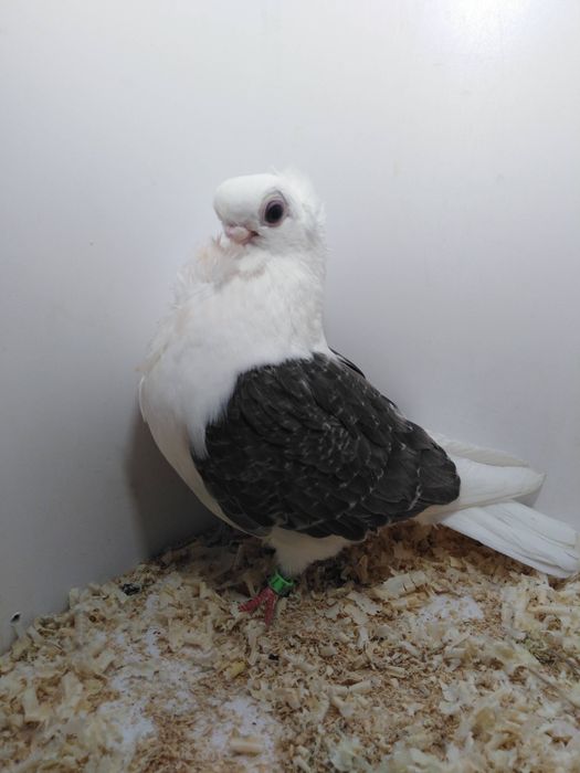 Mewka polska z 2025roku.