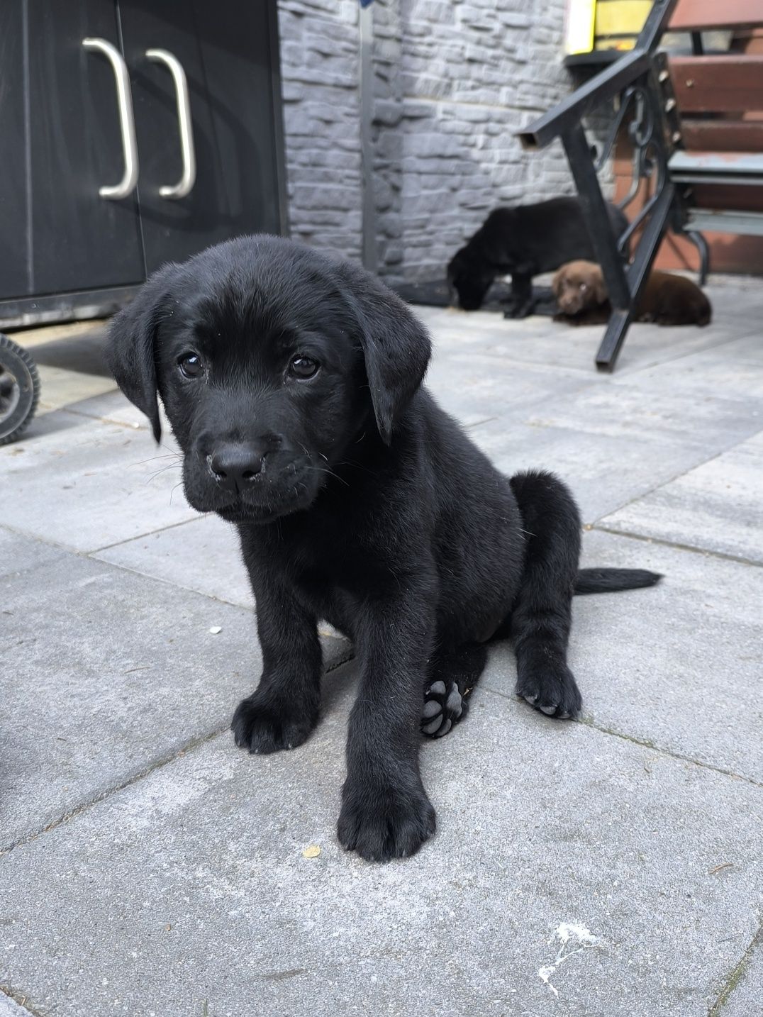 Labrador Retriever czarny samiec gotowy do odbioru