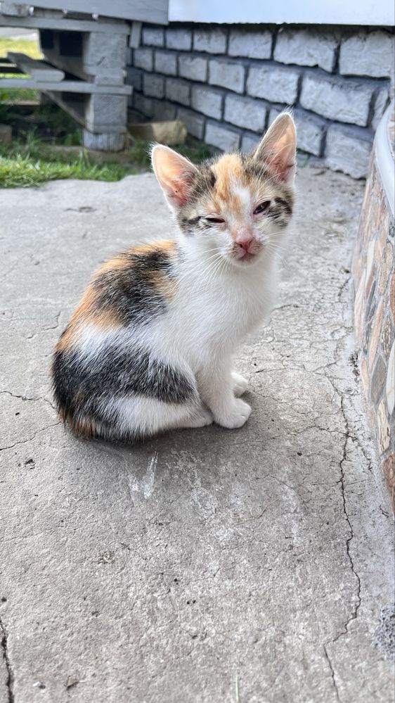 Відамо котиків в добрі руки