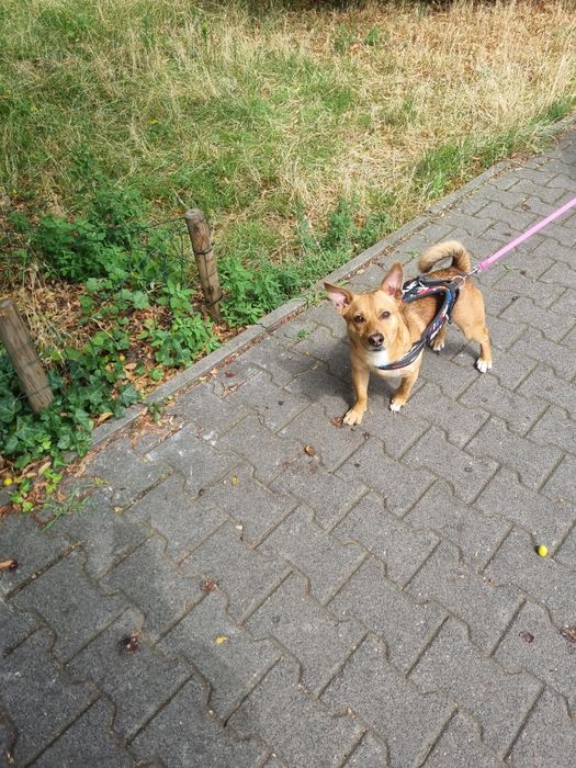 Piesek  10 miesięcy oddam za datmo