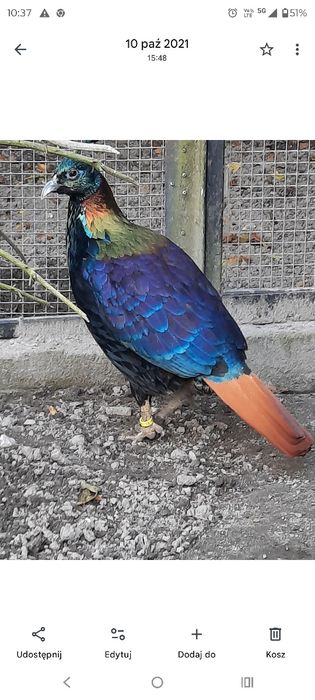 Sprzedam Olsniaki himalajskie