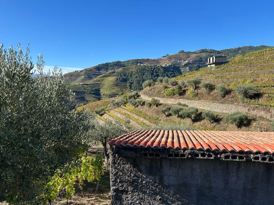 Vinha no Douro Vinhateiro - Bertelo Cumieira