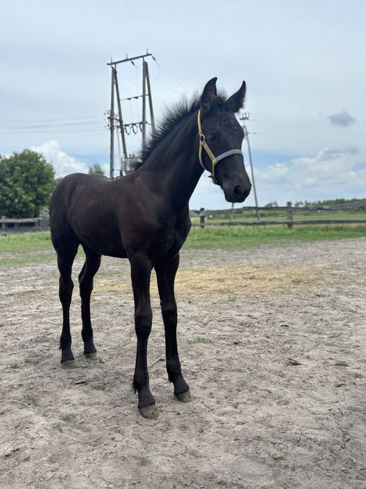 Klacz fryzyjska 100% spokój