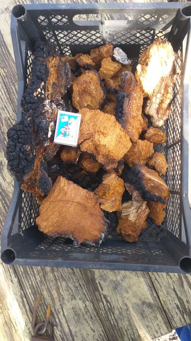 чага берези свіжо зібрана