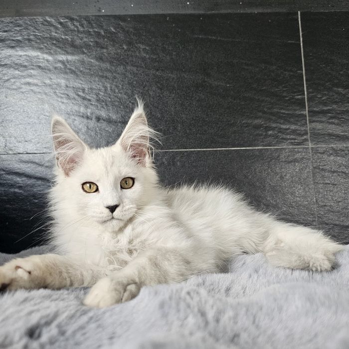 Kocurek Maine coon rodowód fpl hodowlany do hodowli