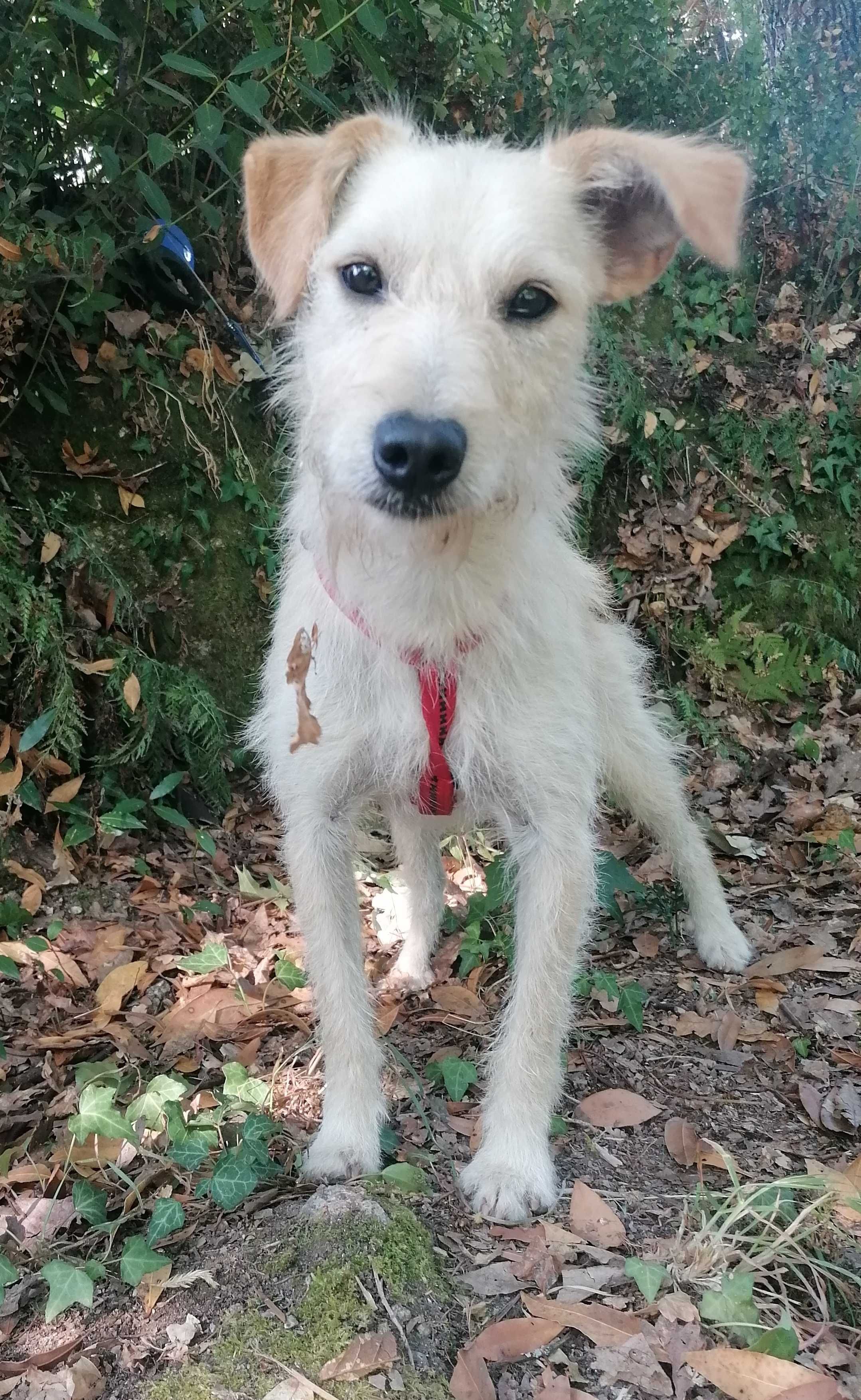 Bobby- Cachorro para adoção responsável
