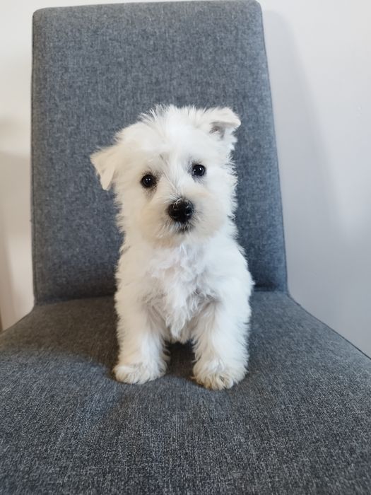 Piesek west Highland White Terrier