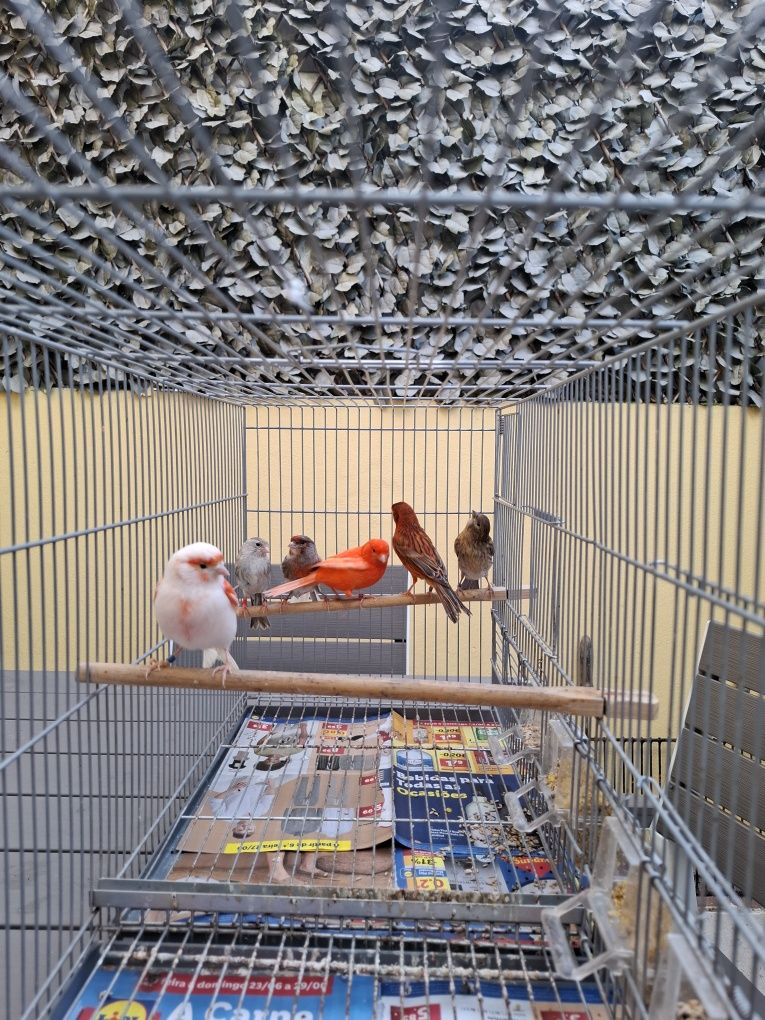 Lote Canarios e Diamantes Gould