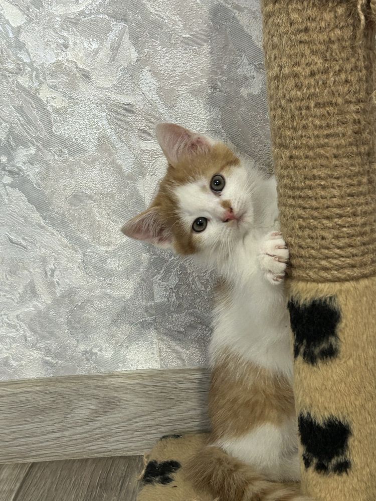 Котик