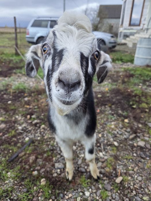 Камерунський козлик для спарювання