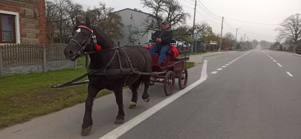 Klacz zimnokrwista pkz pogrubiona zaprzęg
