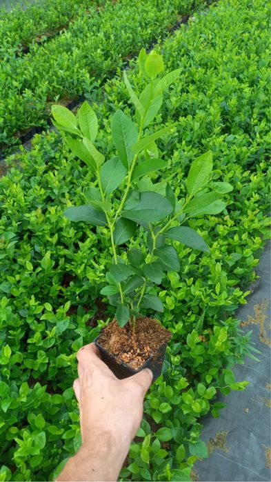 Borówka Amerykańska Sadzonki Chandler Duke Bluecrop Patriot Duze Owoce