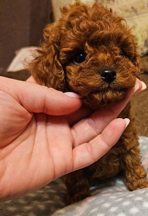 Той пудель красивые детки