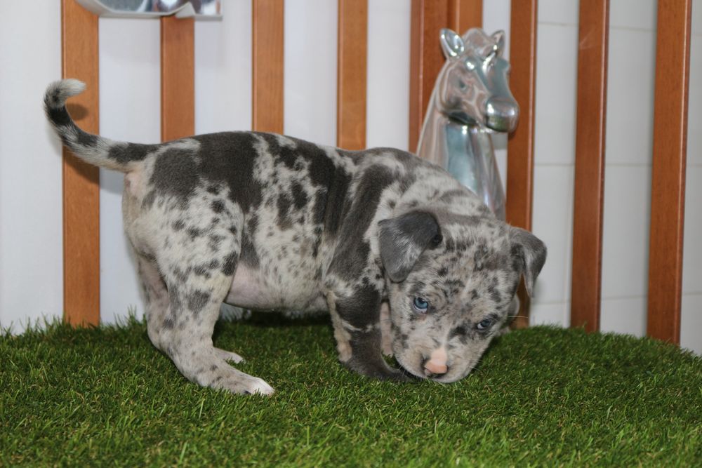American bully standart