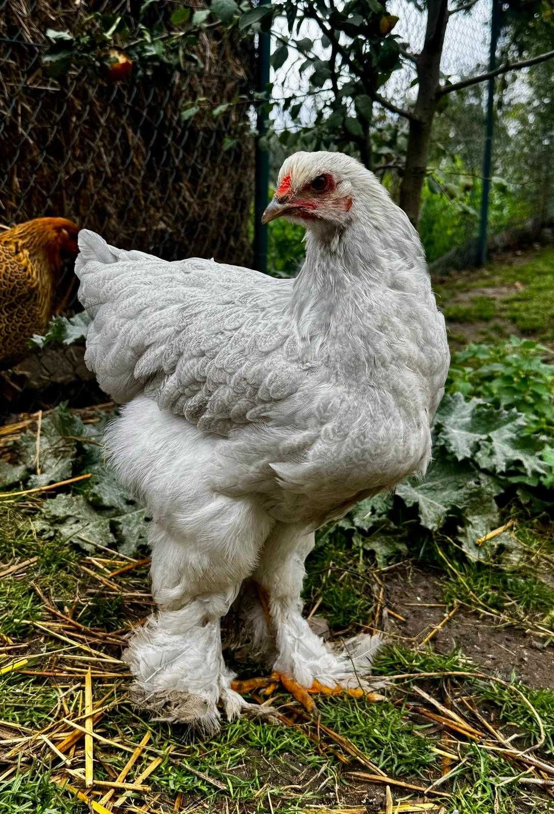 Jaja lęgowe kura Brahma