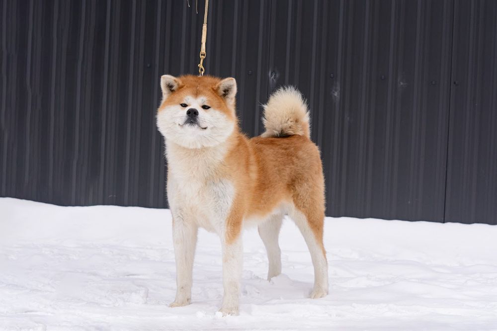 Akita Inu FCI/ZKwP