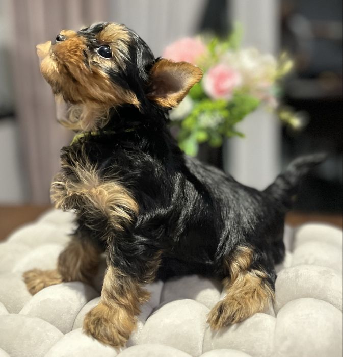 Yorkshire terrier zkwp FCI piesek