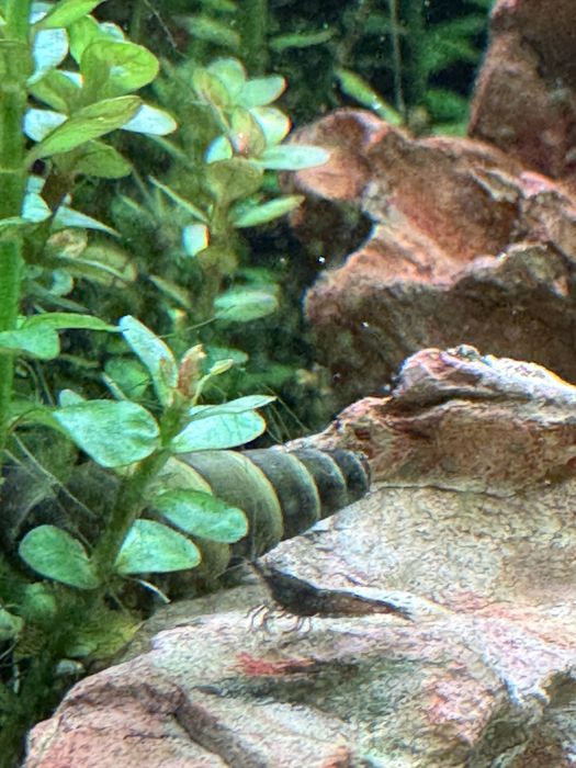 Vendo Yellow Rabbit Snail