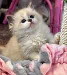 Kocurek Ragdoll - Chrupcio
