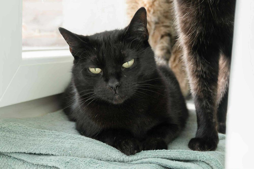 Sana szuka domu! Fundacja "Stawiamy na Łapy"