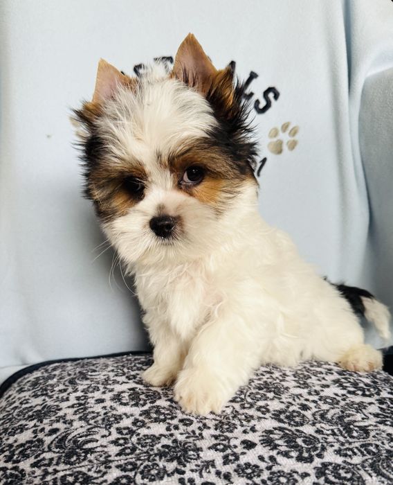 Śliczny chłopczyk york biewer