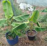 Vendo bananeiras variedade oriunda de Angola