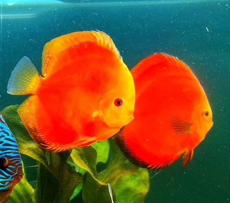 Paletka Red turkus hodowla legalna wysyłka