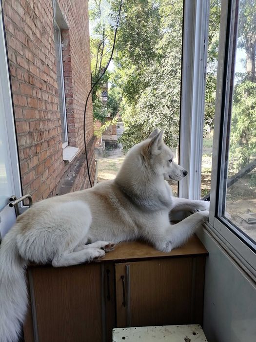 Вязка Сибирский Хаски в Активном поиске