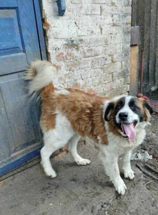 Московська сторожова + Німецька вівчарка