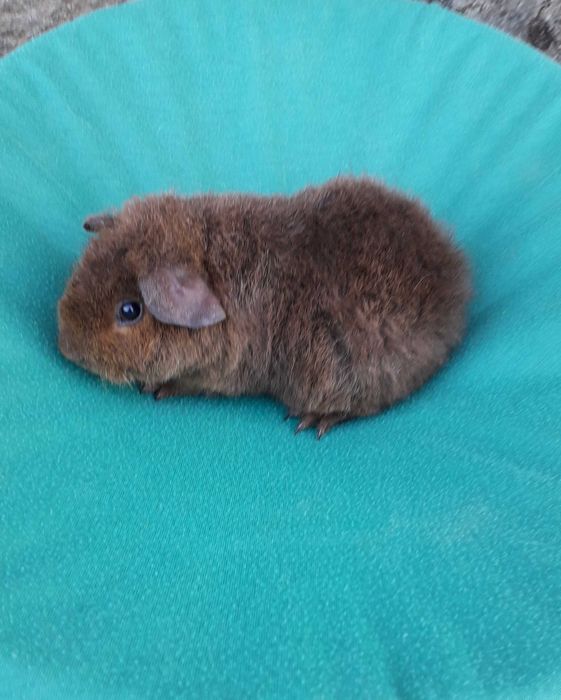 Морська свинка, Тедді
