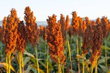 Sprzedam Sorgo całe