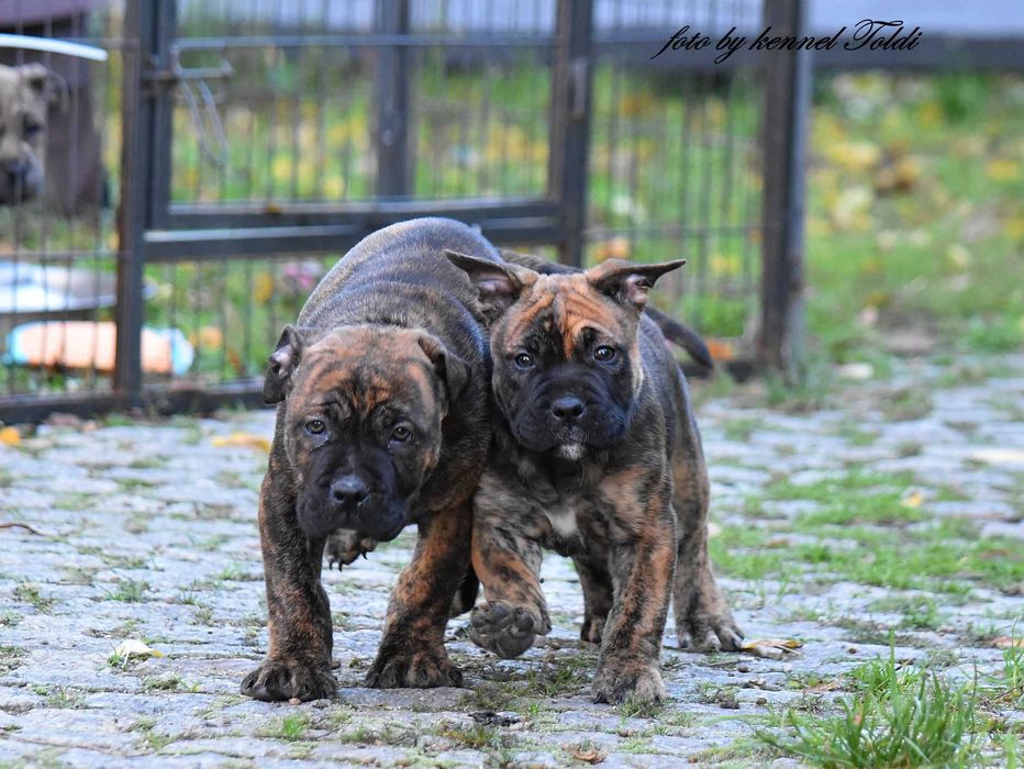 Dog z Majorki (Ca de Bou)