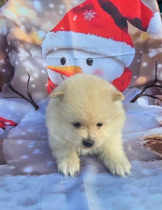 Spitz Alemão menino