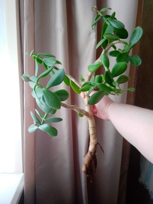 Денежное дерево, Толстянка, Крассула Запорожье