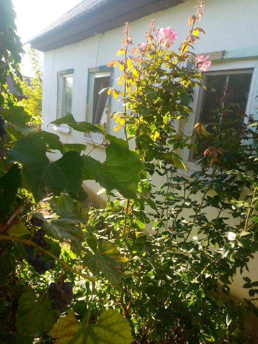 Сдам комнату в сельском доме с удобствами