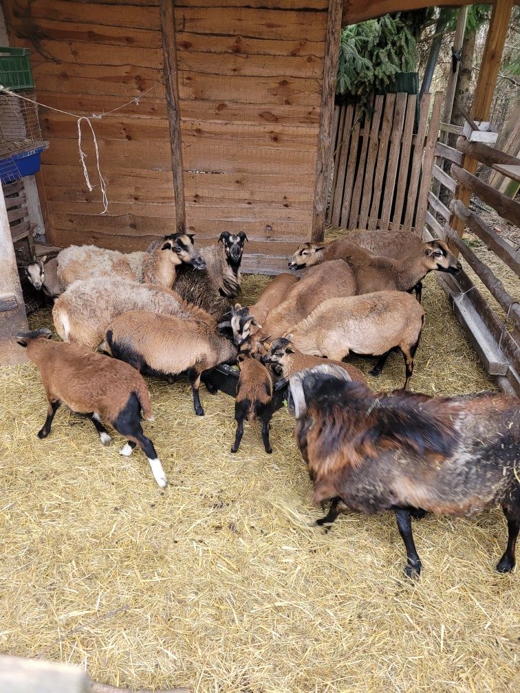 Owce kameruńskie likwidacja stada