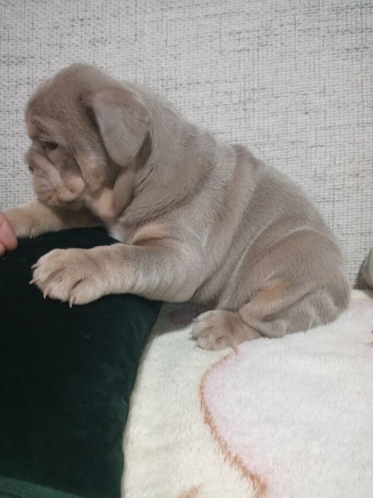 Buldog Angielski suczka