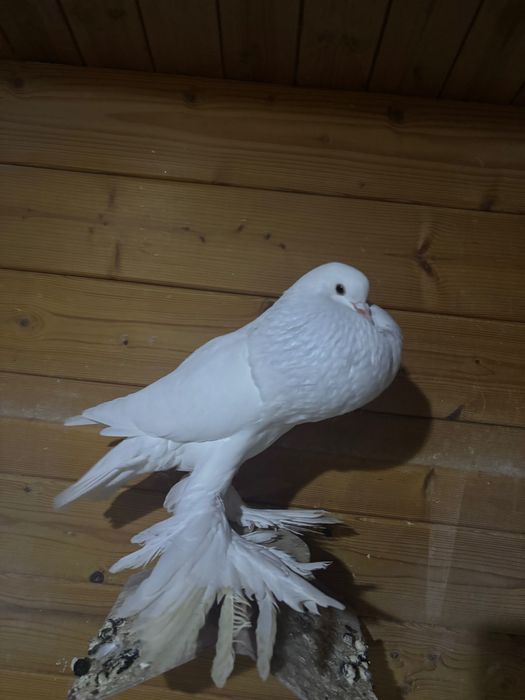 Garłacz, garłacze pomorskie