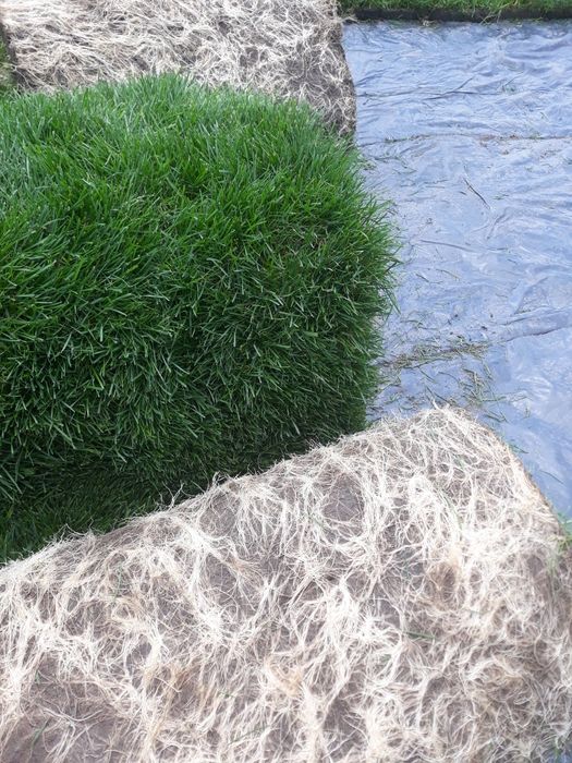 Trawa z rolki  z folii darń trawnik