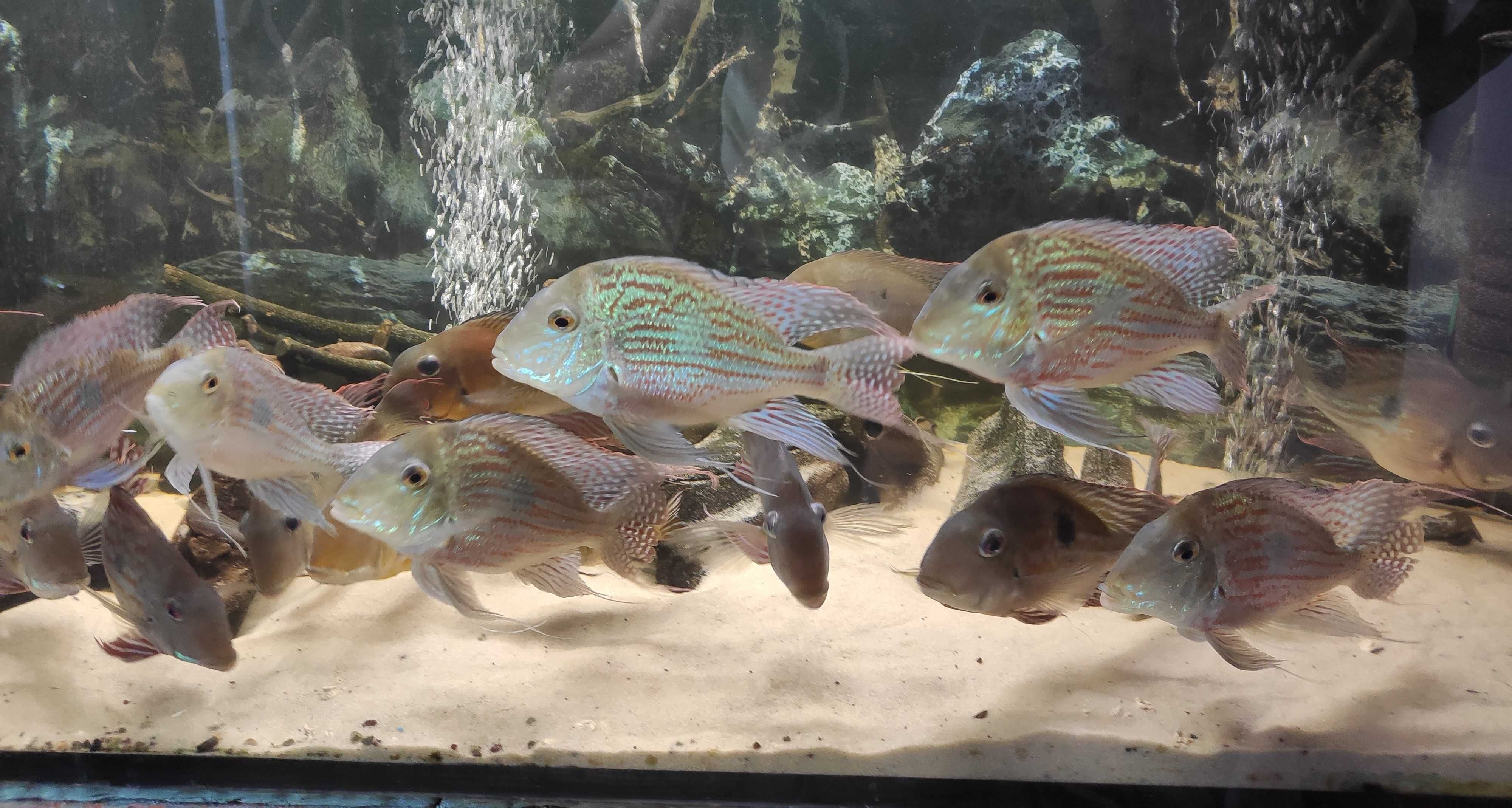 Ziemojady Geophagus Sveni