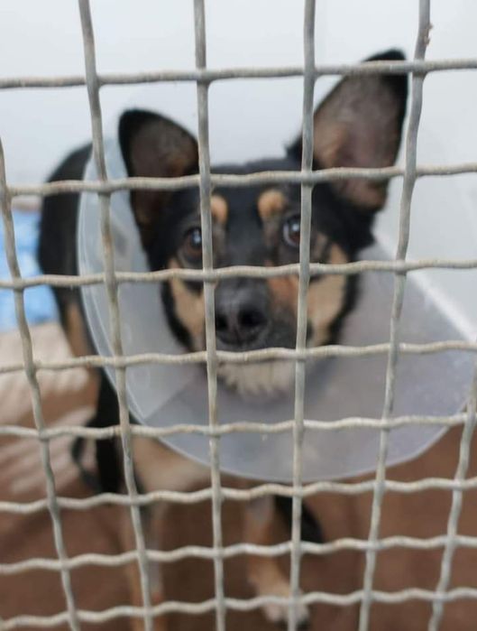 Znaleziono suczkę GDAŃSK