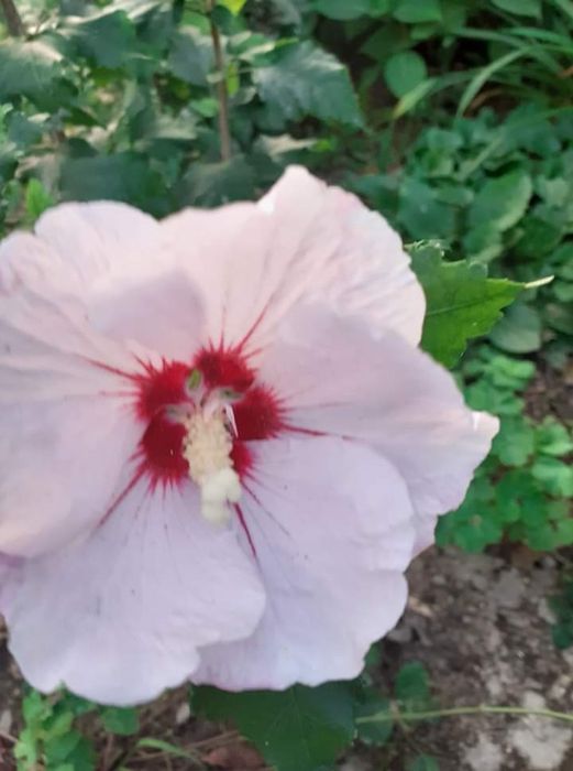 Гібіскус деревовидний