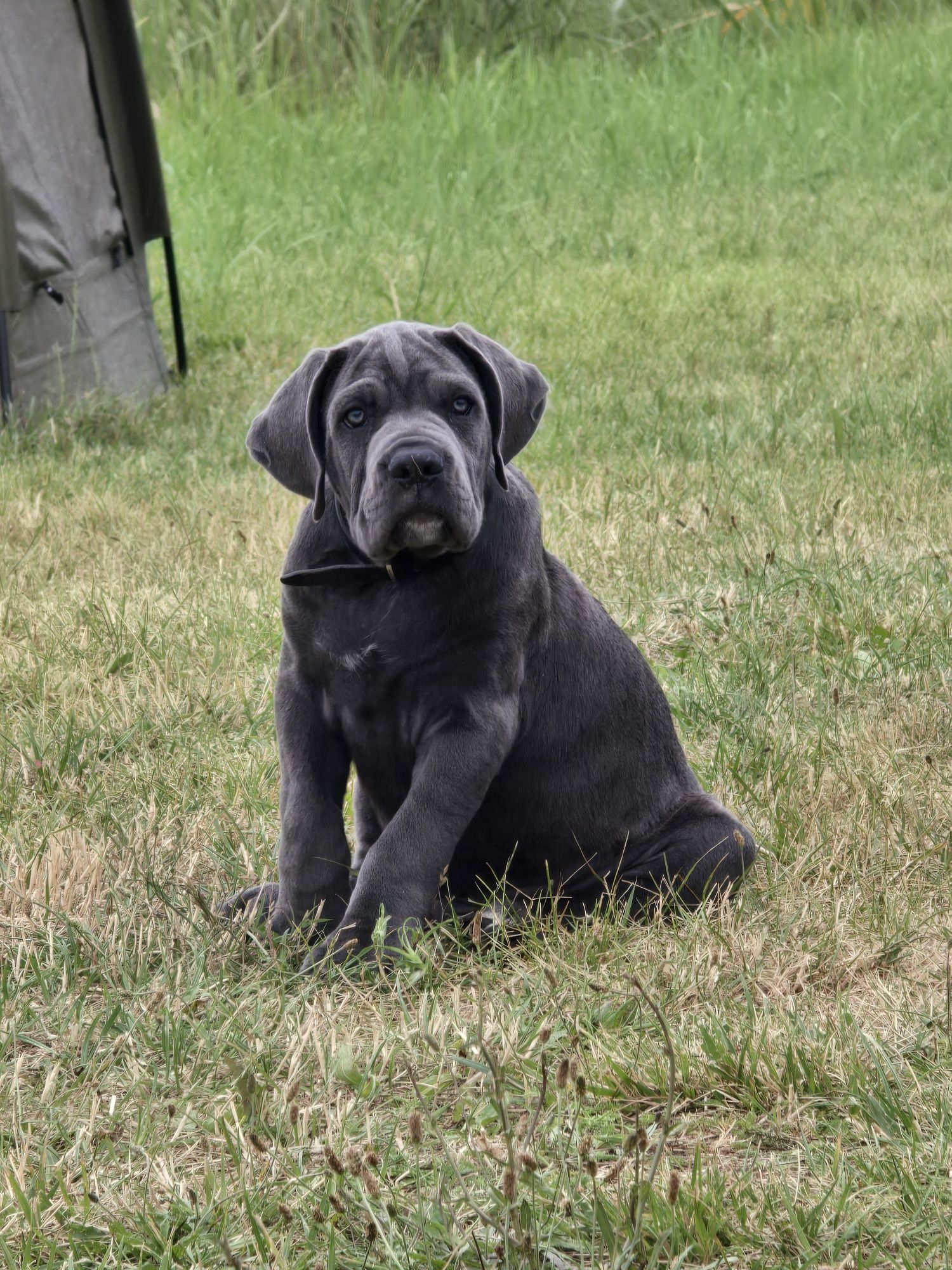 Cane Corso szczeniak suczka